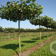 Platanus hispanica acerifolia 18-20 cm draadkluit 275 cm stam dakvorm