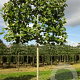 Platanus hispanica acerifolia 16-18 cm draadkluit 210 cm stam 4 etages leivorm