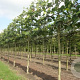 Platanus hispanica acerifolia 18-20 cm draadkluit 210 cm stam 4 etages leivorm