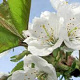 Prunus avium 200-225 cm draadkluit meerstammig
