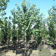 Prunus a. 'Plena' 14-16 HO wortelgoed