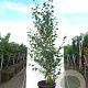 Betula utilis 'Doorenbos' 200-250 cm container meerstammig extra