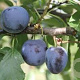 Prunus domestica 'Belle de Louvain' 16-18 cm draadkluit