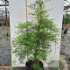 Acer pal. 'Emerald Lace' 100-125 cm 40L meerstammig
