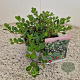 Arctostaphylos uva-ursi 15-20 cm C1.5