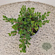 Arctostaphylos uva-ursi 15-20 cm C1.5