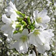 Prunus incisa 'Yamadei' 150-175 cm draadkluit meerstammig