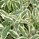 Buddleja d. 'Florence' 125-150 cm 40L struik