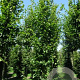Carpinus bet. 'Frans Fontaine' 30-35 HO draadkluit geveerd