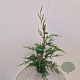 Cupressocyparis leylandii 100-110 cm 3,0L