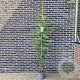 Cupressocyparis leylandii 200 cm 7,5L
