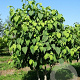 Davidia involucrata 300-350 cm draadkluit meerstammig