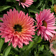 Echinacea Sunseekers Salmon GM P9
