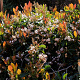 Eriobotrya japonica 'Coppertone' 200-250 cm 25L solitair