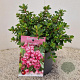 Escallonia 'Red Dream' 20-25 cm 2,5L