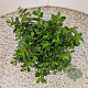 Escallonia 'Red Dream' 20-25 cm 2,5L