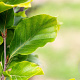 Fagus syl. 'Dawyck Gold' 150-175 cm met kluit geveerd