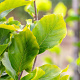 Fagus syl. 'Dawyck Gold' 150-175 cm met kluit geveerd