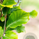 Fagus syl. 'Dawyck Gold' 150-175 cm met kluit geveerd
