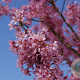 Prunus incisa 'Paean' 200-250 cm draadkluit meerstammig