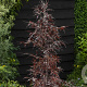 Fagus syl. Midnight Feather 125-150 cm met kluit