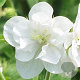 Geranium pr. 'Laura' GM P9
