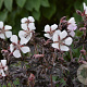 Geranium pr. Midnight Ghost GM P9