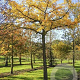 Ginkgo bil. 'Horizontalis' 30-35 HO draadkluit 220 cm stam