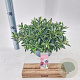 Hebe Hebepetita Blue 15 cm 5,0L compact