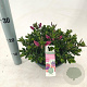 Hebe Hebepetita Pink 15 cm 5,0L compact