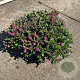 Hebe Hebepetita Pink 15 cm 5,0L compact