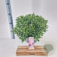 Hebe Hebepetita White 15 cm 5,0L compact