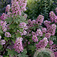 Hydrangea querc. Gatsby Pink GM 3,0L leverbaar