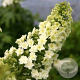 Hydrangea querc. Gatsby Star GM 3,0L leverbaar