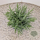 Lavandula ang. 'Munstead' 15-20 cm C1.5