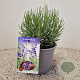 Lavandula ang. 'Munstead' 15-20 cm C1.5