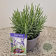 Lavandula ang. 'Munstead' 15-20 cm C1.5