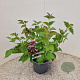 Leycesteria formosa 30-35 cm 3,0L