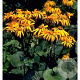 Ligularia d. 'Desdemona' GM P9