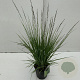 Molinia caerulea 'Edith Dudszus' 25-30 cm 2,0L vierkant