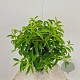 Prunus l. 'Angustifolia' 90 cm stam 5,0L