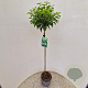 Prunus l. 'Angustifolia' 90 cm stam 5,0L