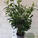 Prunus l. 'Caucasica' 80-100 cm 10L