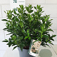 Viburnum tinus 35-40 cm 10L
