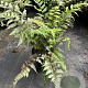 Athyrium niponicum 'Red Beauty' GM 2,0L