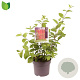 Cornus alba 'Sibirica' 50-60 cm 7,5L