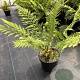 Dryopteris marginalis GM 2,0L
