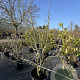 Magnolia soulangeana 150-175 cm 30L