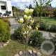 Magnolia 'Yellow River' 175-200 cm cont. 150L meerstammig