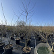 Sophora japonica 200-250 cm 50L meerstammig